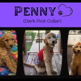 Goldendoodle All Grown Up from Nebraska Doodle Crew