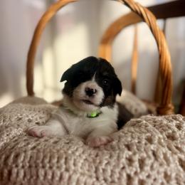Green Female - Black and tan female Pembroke Welsh Corgi puppy in La Porte City, Iowa from Cedar River Corgis