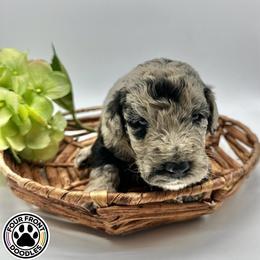 Bernedoodle and Sheepadoodle Puppies from Four Front Doodles LLC.