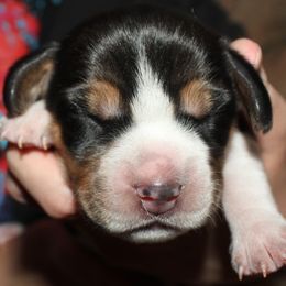 Champion Dad Willow - Black white and tan female Beagle puppy in Spring Creek, Nevada from Battleborn Aussies and Beagles