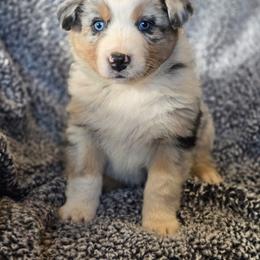 Boy 2 - Blue merle male Australian Shepherd puppy in New Tazewell, Tennessee from D&D Australian Shepherds
