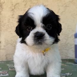 Puppy yellow - Black and white male Shih Tzu puppy in Downey, California from Cali shih tzu
