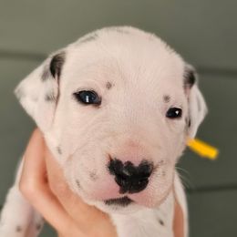 Yellow collar - White and black female Dalmatian puppy in Knoxville, Tennessee from Dazzling Dalz