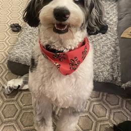 Aussiedoodle and Australian Shepherd Puppies from Junipersdoodles