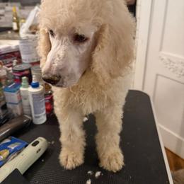 Clifford - Cream male Poodle puppy in Groveland, Florida from Feathers and Hooves Buckley Farms