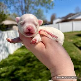 Sienna - White female Maltese puppy in Morehead, Kentucky from Paw Perfect Pets