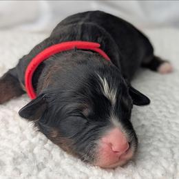 Red - Tri-color male Bernedoodle puppy in Connecticut from Valley View Doodles