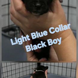 Light Blue Collar boy - Black male Great Dane puppy in Longview, Texas from Lazy A Danes