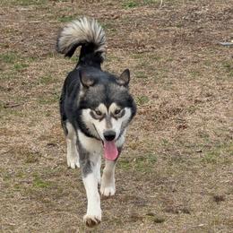 Alaskan Malamute puppies from Rockin' Maples Malamutes