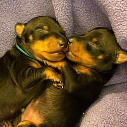 Manchester Terrier Puppies from Maximal Manchester Terriers