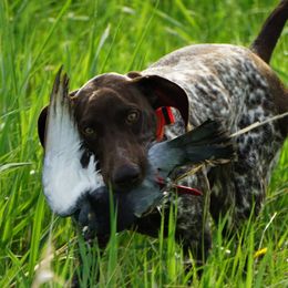 German Shorthaired Pointer Puppies from Blue Hill Gun Dogs