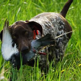 German Shorthaired Pointer Puppies from Blue Hill Gun Dogs