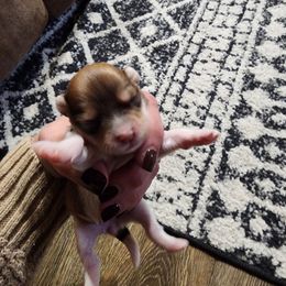 Nutmeg - Chocolate female Havanese puppy in Jennings, Florida from Mountain Dream Acres