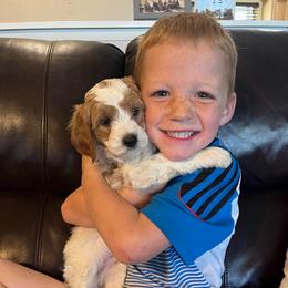 Snowball - Parti male Goldendoodle puppy in Casper, Wyoming from 307 Doodles