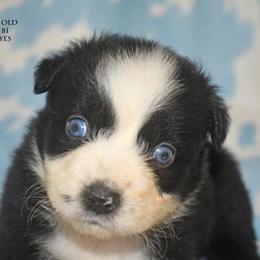 Boone - Black & white male Miniature Australian Shepherd puppy in Patterson, North Carolina from DreamLine Aussies