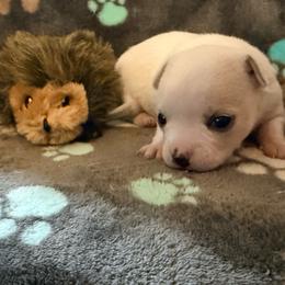 Olaf - White male Chihuahua puppy in Seneca, Missouri from Stephanie’s Puppy Colony