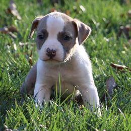 Grumpy - Blue brindle male American Staffordshire Terrier puppy in Guilford County, North Carolina from Explicit Kennel