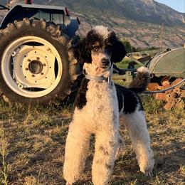 Jaxon - Poodle