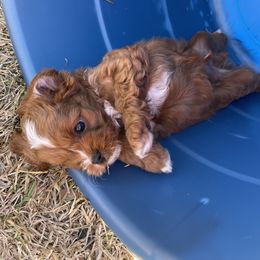 Cavapoo and Shihpoo Puppies from Haus of Doodles