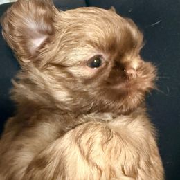 Little squirt - Liver male Shih Tzu puppy in Ocean Springs, Mississippi from Wood Foo Breeders