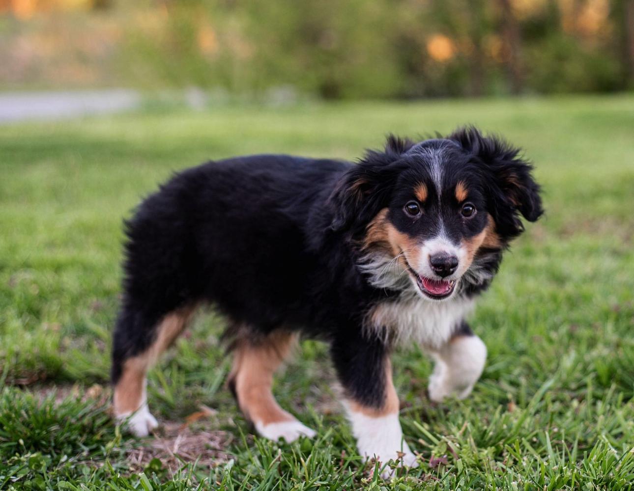 4C TOY AUSSIES - Home  Aussie puppies, Aussie dogs, Mini aussie puppy