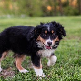 Miniature American Shepherd and Miniature Australian Shepherd Puppies from Rocking 4C