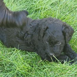 Gunther - Black and white male Aussiedoodle puppy in Vernal, Utah from Adorable Aussiedoodles