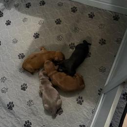 Cyclops - Blue and tan male Dachshund puppy in Pittsburg, California from Super Hero Dachshunds