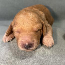 Nutmeg - Apricot female Goldendoodle puppy in Rochester, New York from Willowgreen Goldendoodles