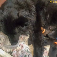 Eurasier Puppies from Exquisite Eurasier