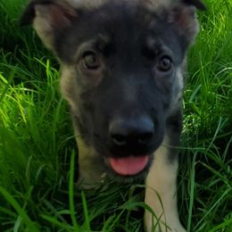 Shiloh Shepherd puppies from Strauss Haus Shepherds