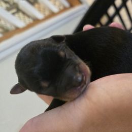 Companion Cross Puppies from Isabelle's Puppy Patch