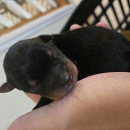 Companion Cross Puppies from Isabelle's Puppy Patch
