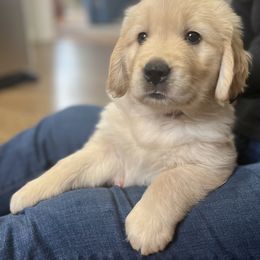 Golden Retriever Puppies from Journeyman Goldens