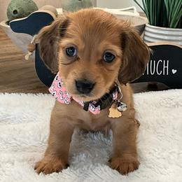 Daisy - Red female Dachshund puppy in Menifee, California from Dachshunds in SoCal