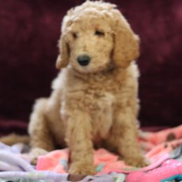 "9 weeks" Goldendoodle Puppies from Faith Breeders