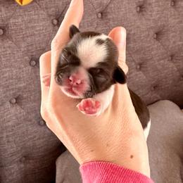 Girl 1 - Liver and white female Shih Tzu puppy in Stroud, Oklahoma from Laik’s Little Shihtz & Poms
