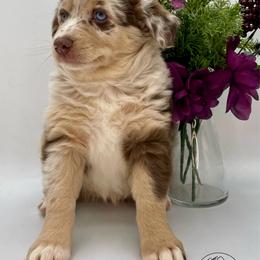 Faith - Red merle female Australian Shepherd puppy in Thornton, Colorado from 303 Aussies