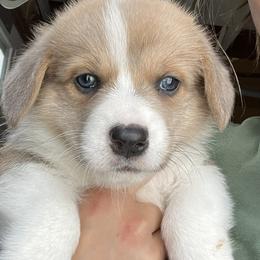 Pembroke Welsh Corgi Puppies from South Shore Corgis