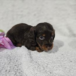 Dachshund and Pomeranian Puppies from Dachs and Poms