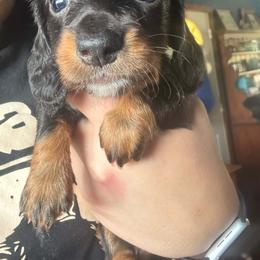 Boy 4 - Chocolate and tan male Dachshund puppy in Michigan from Amberly's Dachshunds
