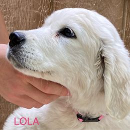 Golden Retriever Puppies from Risa’s Goldens