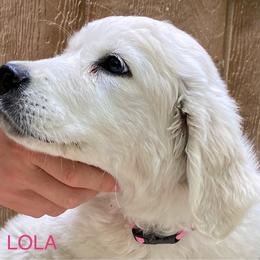 Golden Retriever Puppies from Risa’s Goldens