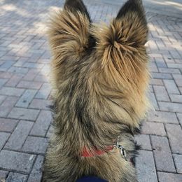 German Shepherd and Golden Retriever Puppies from Lace's High Flying German Shepherds And Golden Retrievers
