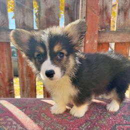 Ozzy - Black and tan male Pembroke Welsh Corgi puppy in Chubbuck, Idaho from Sunny J Corgis and Mini Americans
