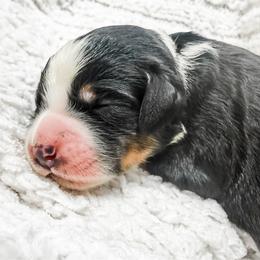 Dark Pink - Tri-color female Bernedoodle puppy in Marne, Michigan from MI Doodles