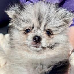 Doc Howliday - Blue merle male Pomeranian puppy in Lake Forest Park, Washington from Tea Pup Pomeranians