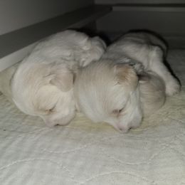 Coton de Tulear Puppies from Classy Cotons