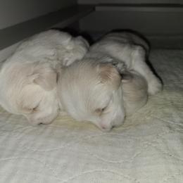 Coton de Tulear Puppies from Classy Cotons
