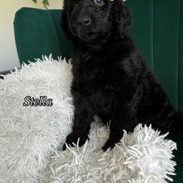 Assorted Doodle Crosses and Bernedoodle Puppies from Maria's Pups